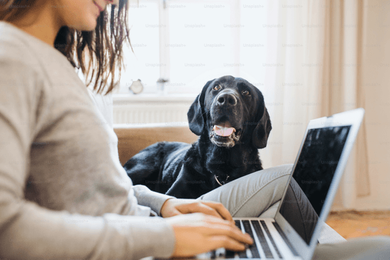 A pet owner using a laptop on the couch, with their black Labrador retriever sitting next to them.