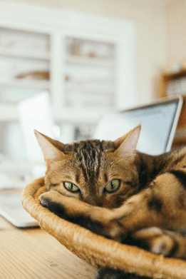 A relaxed cat lounging in a basket on a desk, adjacent to a laptop, adding warmth to the workspace.