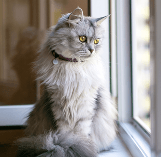 A fluffy cat gazing out a window from a window sill.