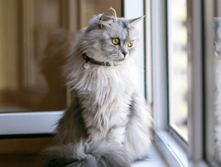 A fluffy cat gazing out a window from a window sill.