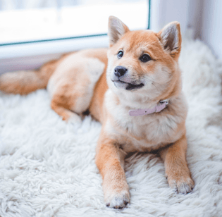 A shiba inu dog sitting on a soft, fluffy rug.