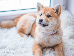 A shiba inu dog sitting on a soft, fluffy rug.