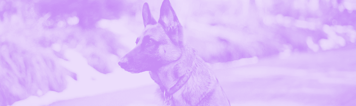 A German Shepherd dog standing alert in a park, attentively gazing to the left.