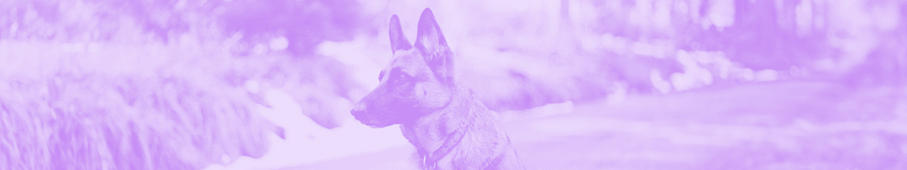 A German Shepherd dog standing alert in a park, attentively gazing to the left.