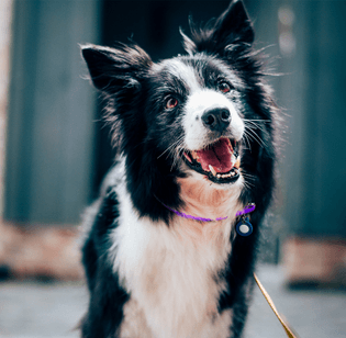 A dog standing on a street, looking alert and curious.