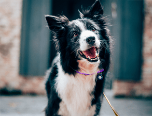 A dog standing on a street, looking alert and curious.